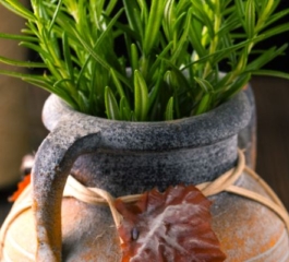 Cultivo De Alecrim Em Vaso – Dica