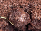 Ler matéria: Bolo de Brigadeiro Gelado